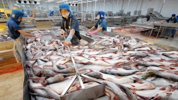  Lấy lại ‘danh dự’ cho cá tra Việt